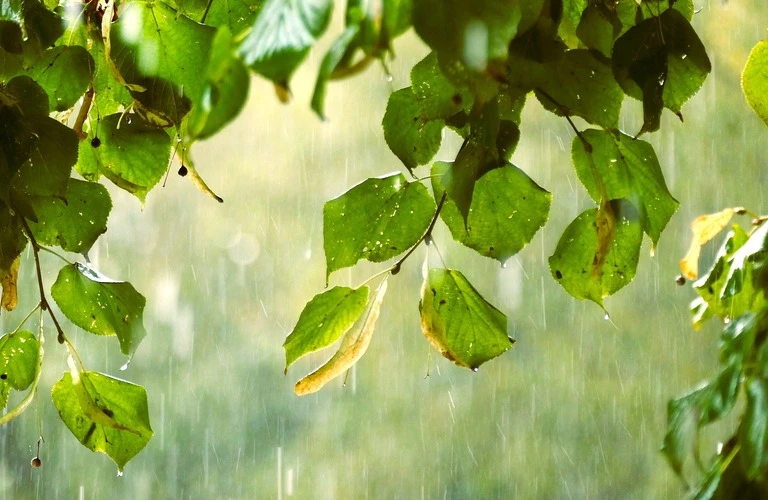 雨漏り対策のポイントと注意点！建物の安心をサポート