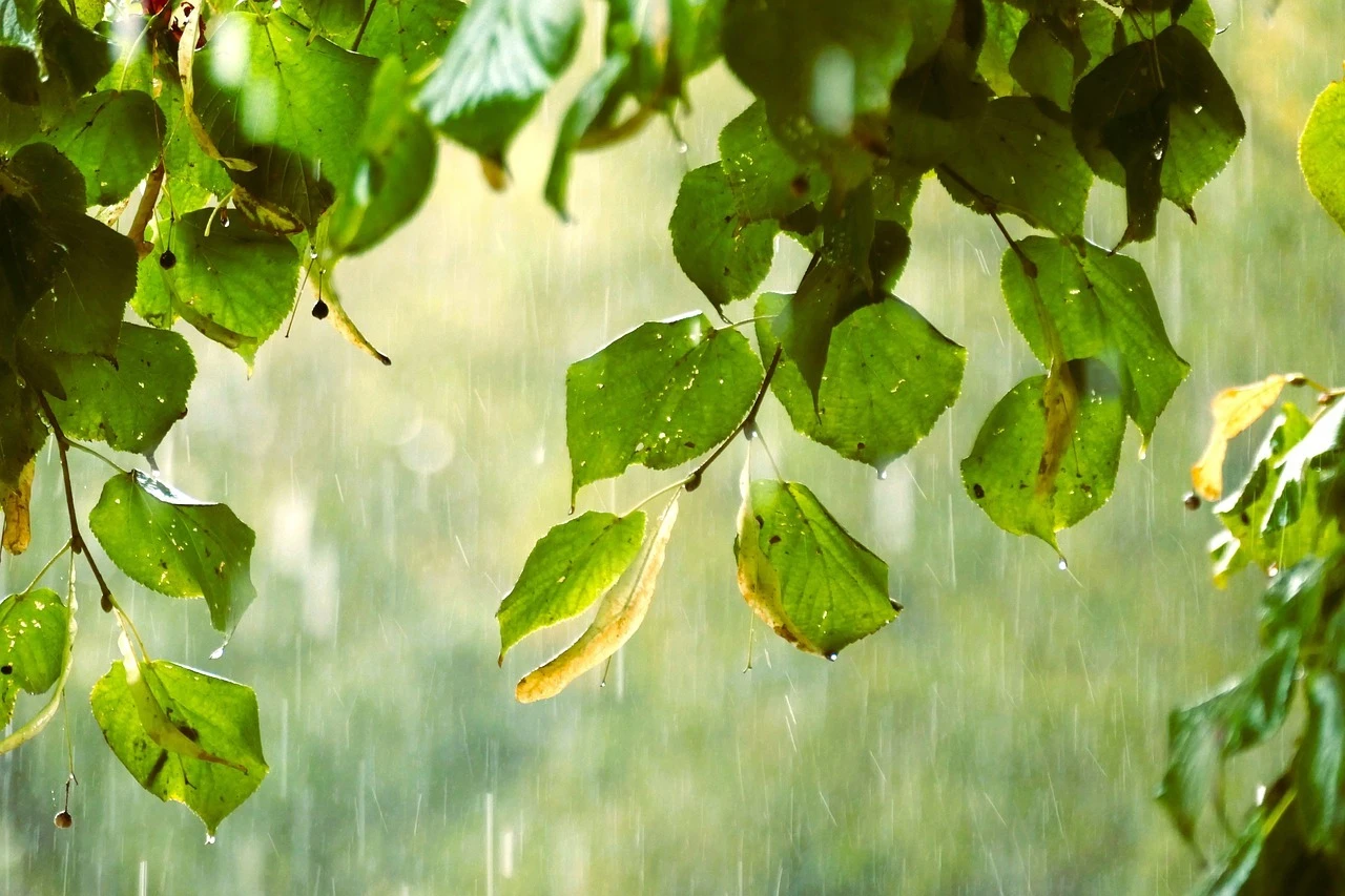 雨漏り対策のポイントと注意点！建物の安心をサポート